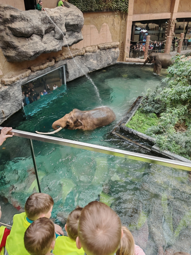 Wycieczka do ZOO - kąpiel słoni.