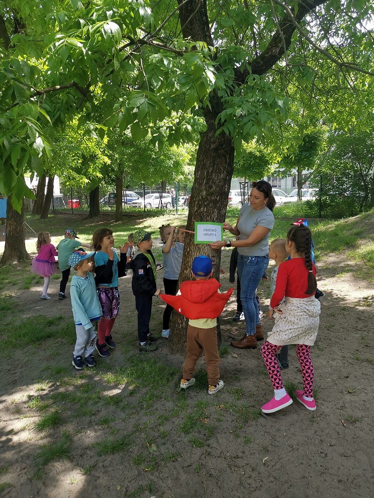 Projekt "W zielone gramy matematykę kochamy"- grupy wybierają swoje drzewa.